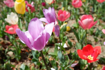 The tulip flower on the field.