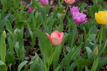 The tulip flower on the field.