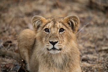 Asiatic lion in the Gir Forest.