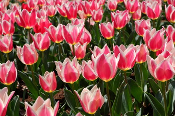 Fototapeta premium The tulip flower on the field.