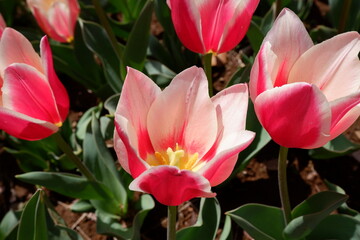 Fototapeta premium The tulip flower on the field.