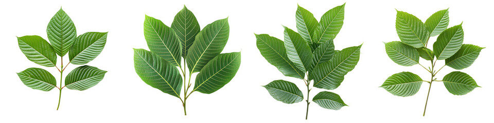 Obraz premium A Set of Lush Kratom Plant with Fresh Green Leaves Isolated on Transparent Background