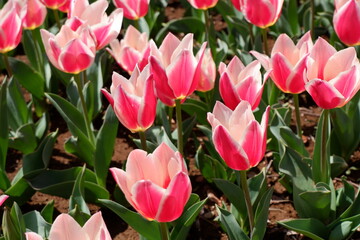 Obraz premium The tulip flower on the field.
