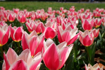 The tulip flower on the field.