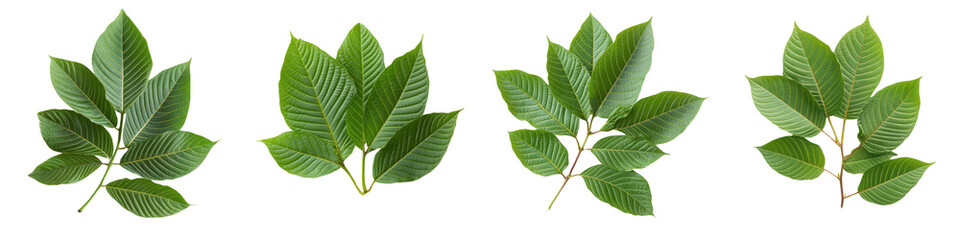 A Set of Lush Kratom Plant with Green Leaves for Natural Appeal Isolated on Transparent Background
