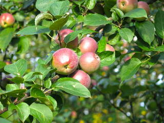 ruddy apples hang in the garden in sunny weather