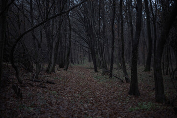 Fototapeta premium Lost in the shadows of a dark, haunting forest where silence whispers secrets untold 