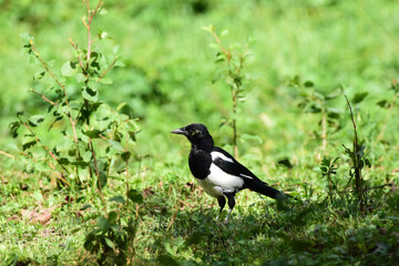 Eurasian magpie, Pica pica juvenile on grass in a meadow. Common Magpie, side view, walking on green field. Romania Wildlife in Natural Habitat. 