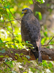 Created Serpent eagle in the wild