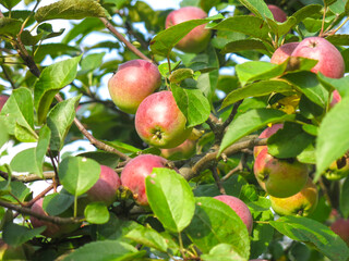 ruddy apples hang in the garden in sunny weather
