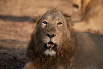 Asiatic lion in the Gir Forest.