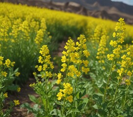 Fototapeta premium Yellow rapeseed flowers blooming in the field, golden hues, trees