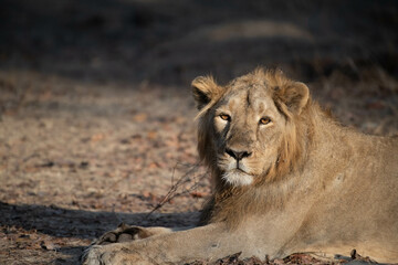 Asiatic lion in the Gir Forest.