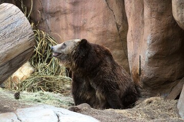 Oso grizzly (Ursus arctos horribilis) en su hábitat dentro del Zoológico de San Diego