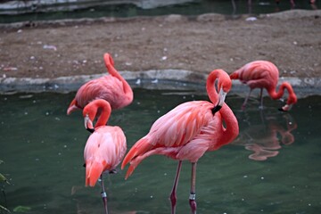 Flamingo rosado tocando su ala con su pico