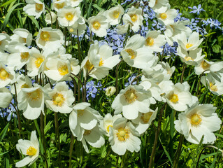 Flowers of anemone in a field on a Sunny day.