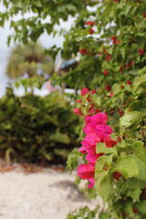 Pink Bougainvillea Flowers Growing Near Water in Bradenton Florida