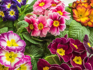 Bright primula vulgaris primroses early spring flowers