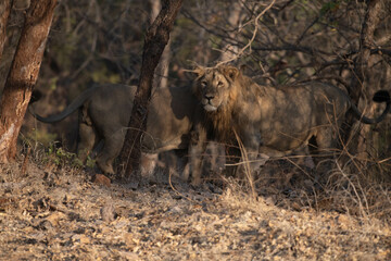 Asiatic lion in the Gir Forest.