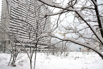 Snowy trees at winter park with modern building background