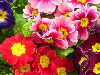 Bright primula vulgaris primroses early spring flowers
