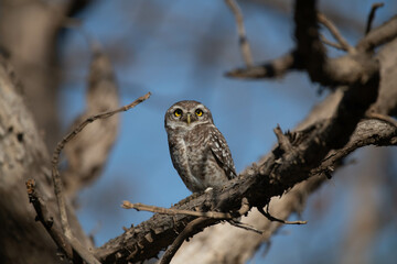 owl on branch