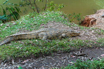 A close-up of a crocodile resting by the pond, showcasing its textured skin and sharp teeth. The crocodile is lying on the grass near the water. Andasibe Reserve, Madagascar.
