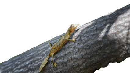 A Leaf-tailed gecko (Uroplatus fimbriatus) perfectly camouflaged on a tree trunk. Its unique leaf-like tail and body shape allow it to blend into its surroundings. Madagascar. isolated image.