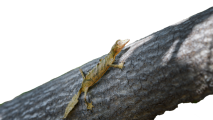 A Leaf-tailed gecko (Uroplatus fimbriatus) perfectly camouflaged on a tree trunk. Its unique leaf-like tail and body shape allow it to blend into its surroundings. Madagascar. isolated image.