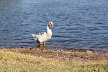 Wild Goose Near Lake Tyler Marina in Rural East Texas