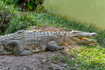 A close-up of a crocodile resting by the pond, showcasing its textured skin and sharp teeth. The crocodile is lying on the grass near the water. Andasibe Reserve, Madagascar.