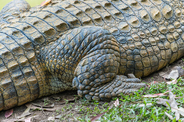 Obraz premium A close-up of a crocodile resting by the pond, showcasing its textured skin and sharp teeth. The crocodile is lying on the grass near the water. Andasibe Reserve, Madagascar.