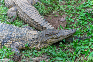 Fototapeta premium A close-up of a crocodile resting by the pond, showcasing its textured skin and sharp teeth. The crocodile is lying on the grass near the water. Andasibe Reserve, Madagascar.
