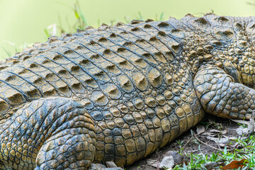 A close-up of a crocodile resting by the pond, showcasing its textured skin and sharp teeth. The crocodile is lying on the grass near the water. Andasibe Reserve, Madagascar.