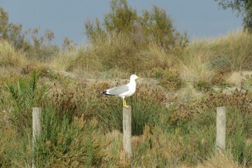 Vacances océan beauduc camargue surf 