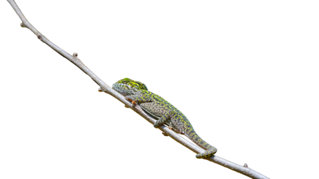 A vibrant green and brown Carpet chameleon is perched on a tree branch. The chameleon's long, prehensile tail is wrapped around the branch for support. Madagascar. isolated image.