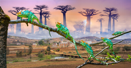 A group of colorful Parson's chameleons perch on a tree branch, surrounded by towering baobab...