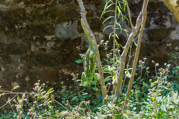 A Parson's Chameleon (Calumma parsonii) with green and yellow skin, perched on a branch. The chameleon is extending its tongue to catch insects in the grass. Reserve Peyrieras Madagascar Exotic.