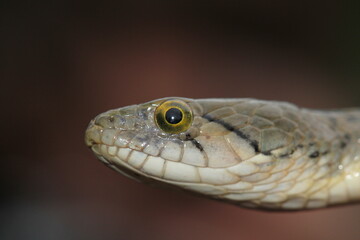 close up of a snake