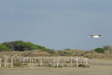 Vacances océan beauduc camargue surf 