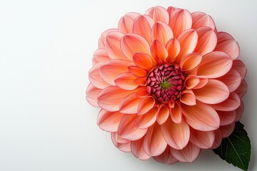 Fototapeta premium Coral and Crimson Dahlia Blooming Elegance on White Background