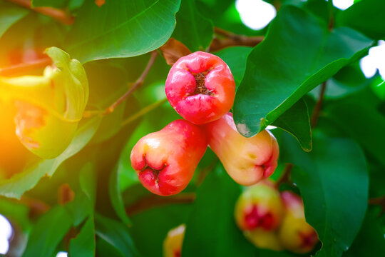 Juicy rose apple fruits with green leaves. Exotic tropical fruit.