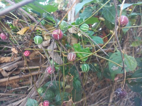 colorful Neoachmandra japonica,The fruits of Diplocyclos palmatus are decorated and but they are toxic 