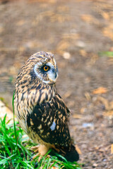 A brown owl is standing on the grass