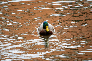 Männliche Stockente auf dem Wasser