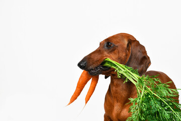 dachshund dog with carrot in teeth