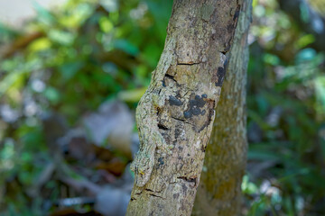 A Giant Leaf-tailed gecko perfectly camouflaged on a tree trunk, its body blending seamlessly with the bark. The gecko's unique leaf-shaped tail and large, expressive eyes are visible. Madagascar.