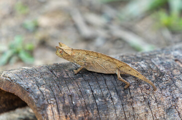 Brown Leaf Chameleon with a horn-like structure on its head crawling on the ground. Its body perfectly camouflaged against the fallen leaves and twigs. Reserve Peyrieras Madagascar Exotic.