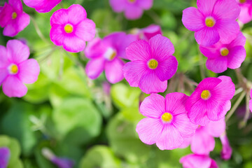 鮮やかなピンクのオキザリスの花