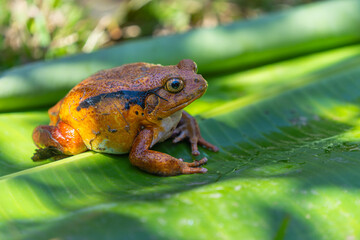 A vibrant orange Tomato Frog(Dyscophus antongilii) resting on a green leaf. The frog's distinctive color and texture are highlighted. Andasibe Reserve, Madagascar.